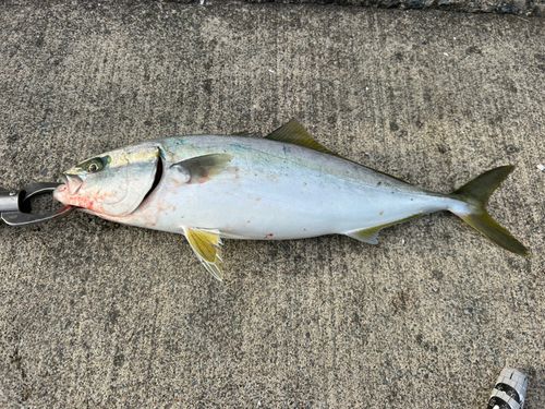 ワカシの釣果