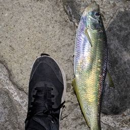 ヒラ