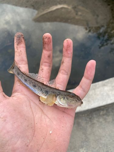 マハゼの釣果