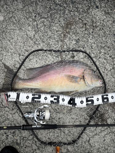 コロダイの釣果