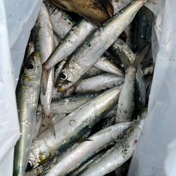 イワシ