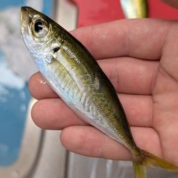 アジ