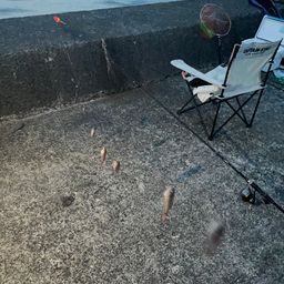 ツマグロハタンポ