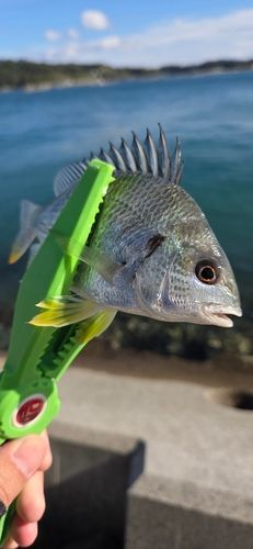 キスの釣果