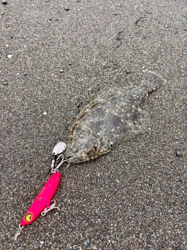 ソゲの釣果