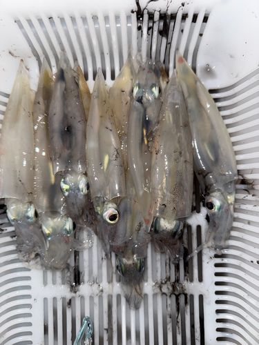 ヤリイカの釣果