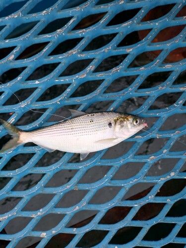 コノシロの釣果