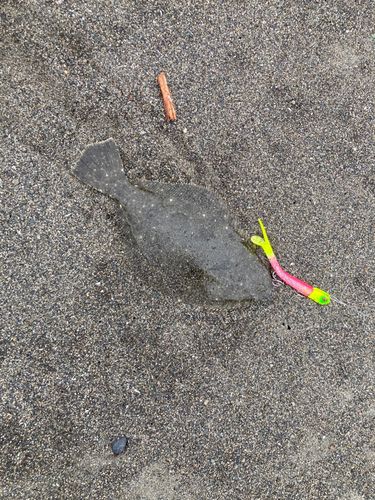 ソゲの釣果
