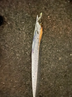 タチウオの釣果