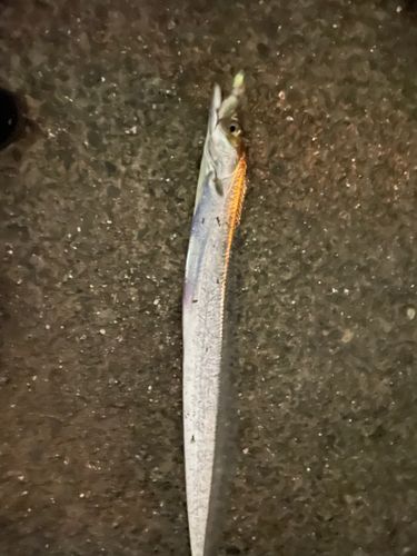 タチウオの釣果