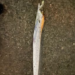 タチウオ