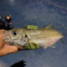 アジ