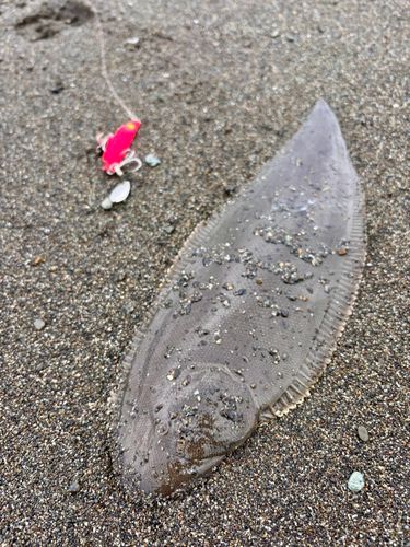 シタビラメの釣果