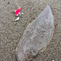 シタビラメ