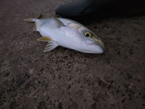 ワカシの釣果