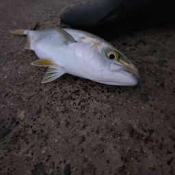 ワカシ