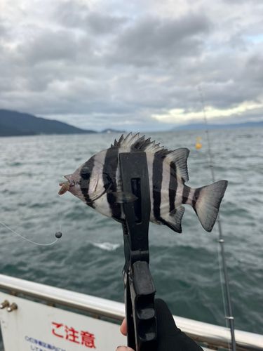 イシダイの釣果