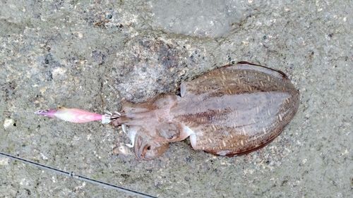 コウイカの釣果