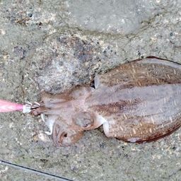 コウイカ