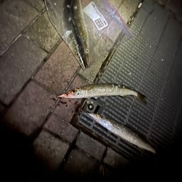 アカカマス