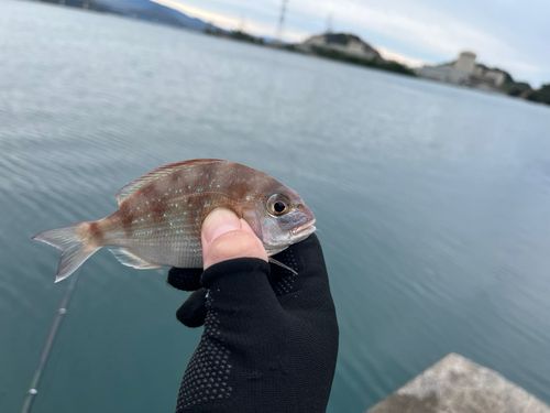 シーパーク丹生