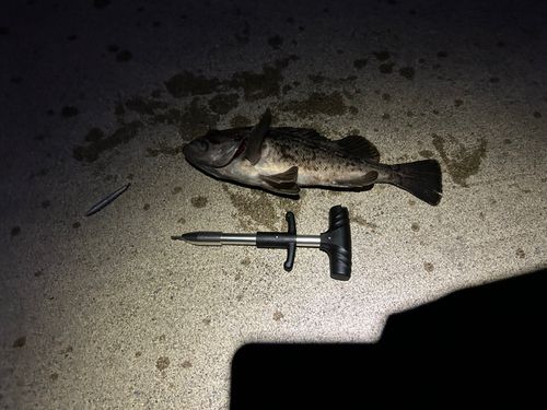 クロソイの釣果