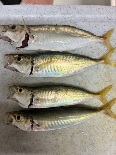 表浜名湖