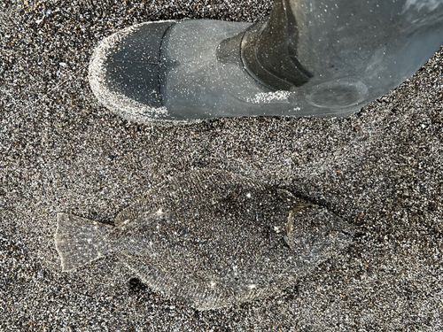 ソゲの釣果