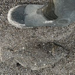 ソゲ