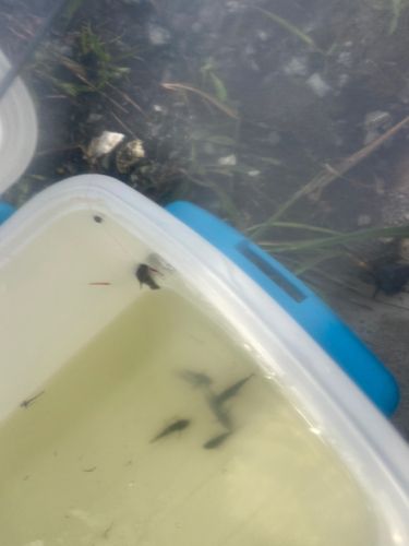 チチブの釣果
