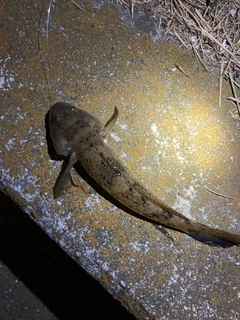 ウロハゼの釣果