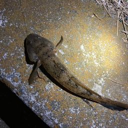 ウロハゼ