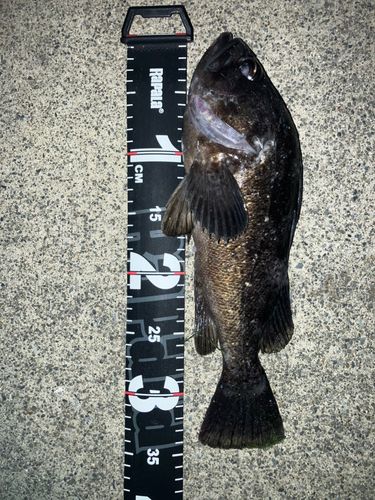 クロソイの釣果