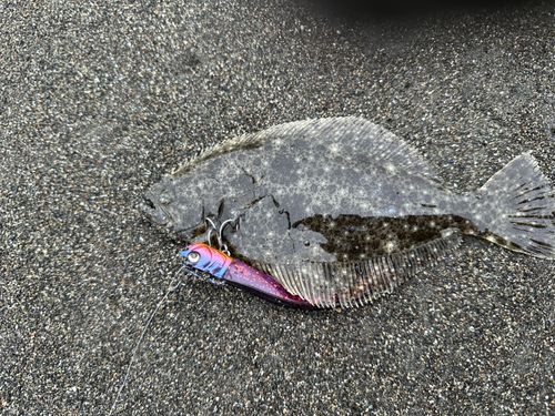 ソゲの釣果