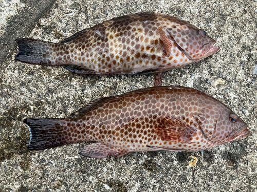 オオモンハタの釣果