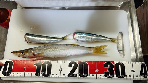 アカカマスの釣果