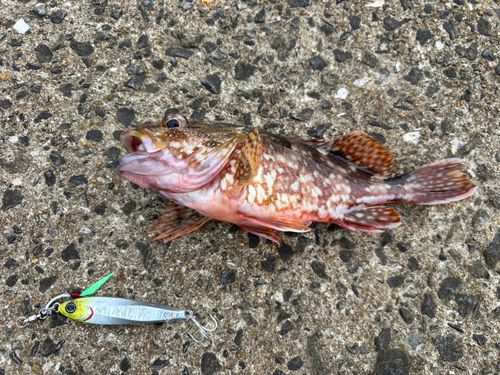 カサゴの釣果