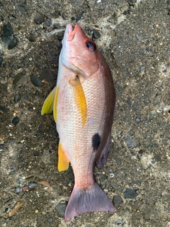 クロホシフエダイの釣果