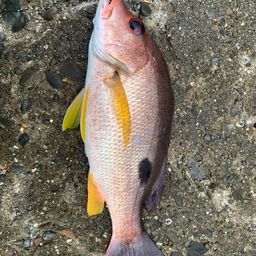 クロホシフエダイ