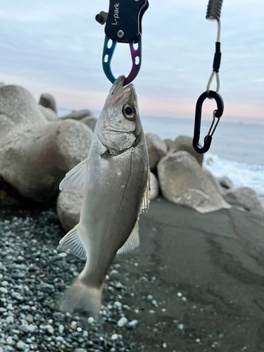 セイゴ（ヒラスズキ）の釣果