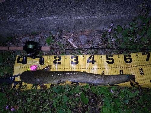 ニホンナマズの釣果