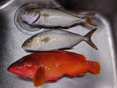 アカハタの釣果