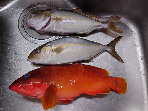 アカハタの釣果