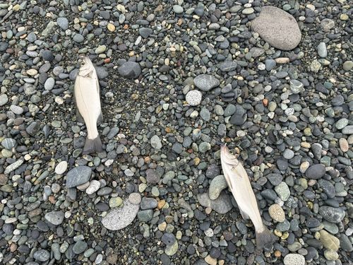 セイゴ（ヒラスズキ）の釣果