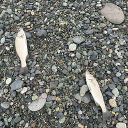 セイゴ（ヒラスズキ）