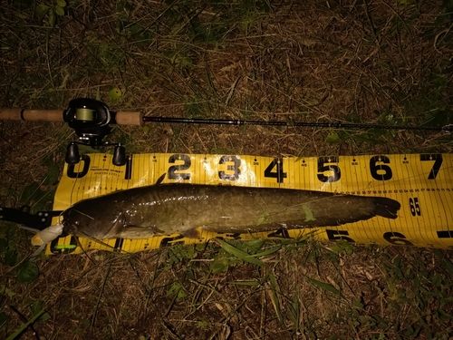 ニホンナマズの釣果