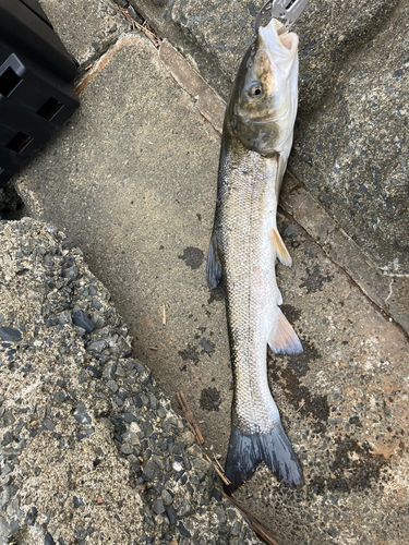 ニゴイの釣果