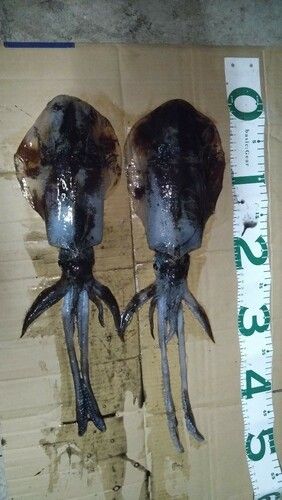 イカの釣果