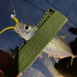 アジ