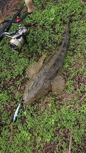 マゴチの釣果